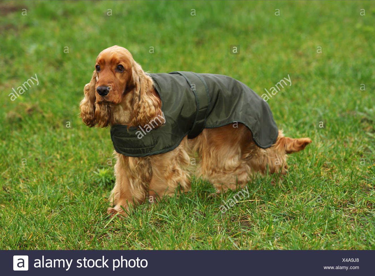 Cocker datiert