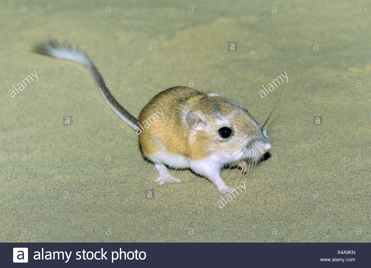 Kangaroo Rat Stockfotos & Kangaroo Rat Bilder Alamy