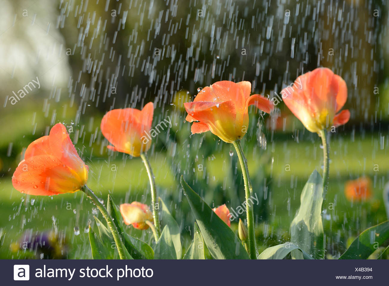 Tulpe Nach Regendusche Foto Bild Pflanzen Pilze