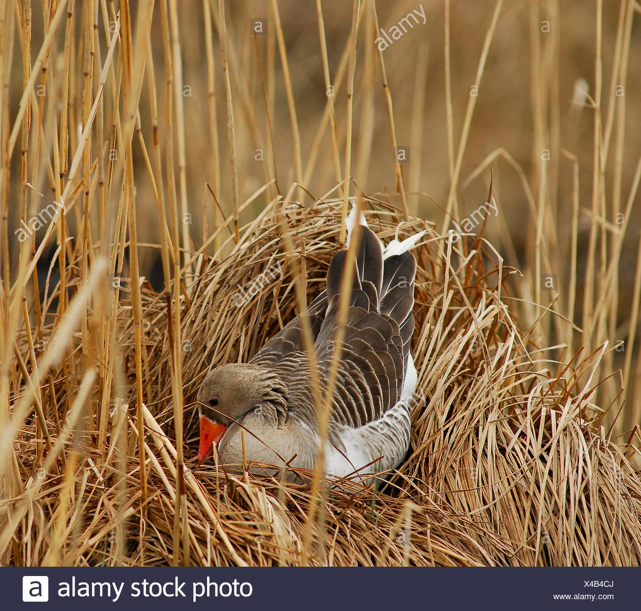 Vogel Vogel Bruten Fruhjahr Brut Wasservogel Ganse Wasservogel