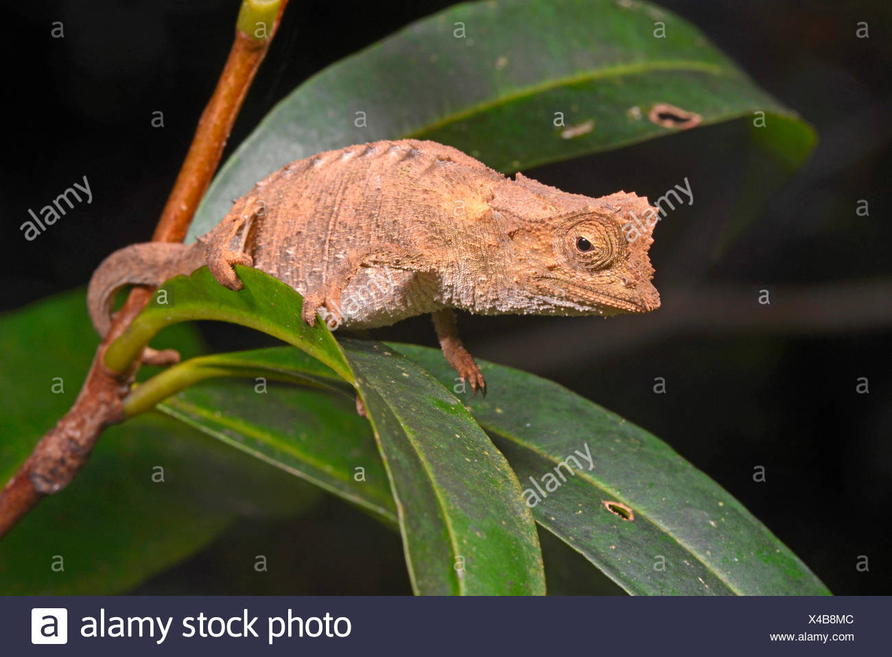 Versilbert Blatt Chamäleon (Brookesia Stumpfii), auf einem Blatt