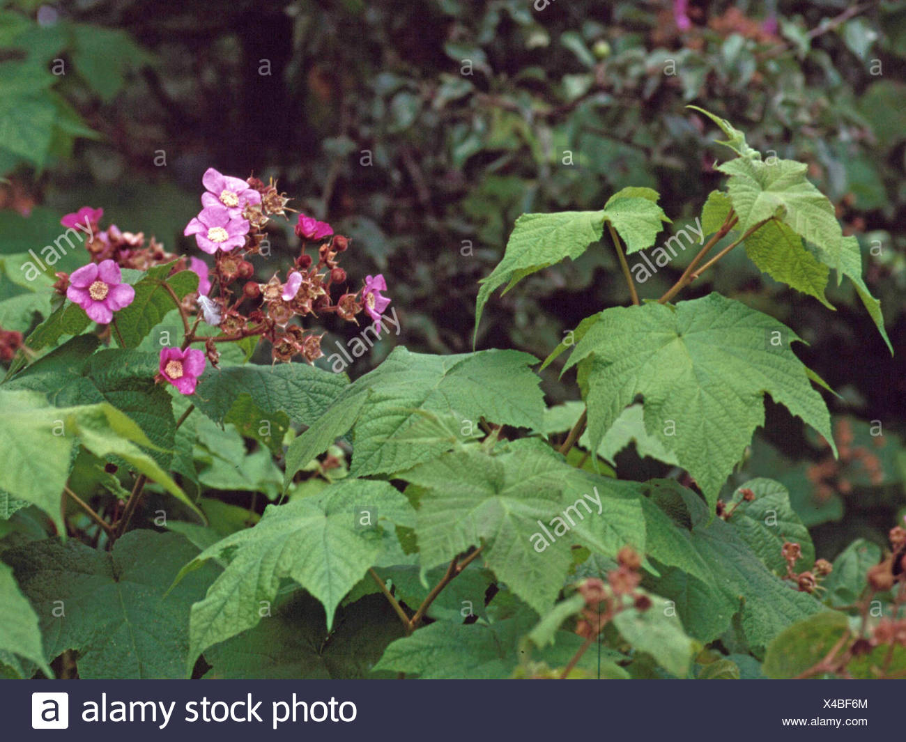 Himbeer Lila Bluhende Blute Himbeer Thimbleberry Amerikanische