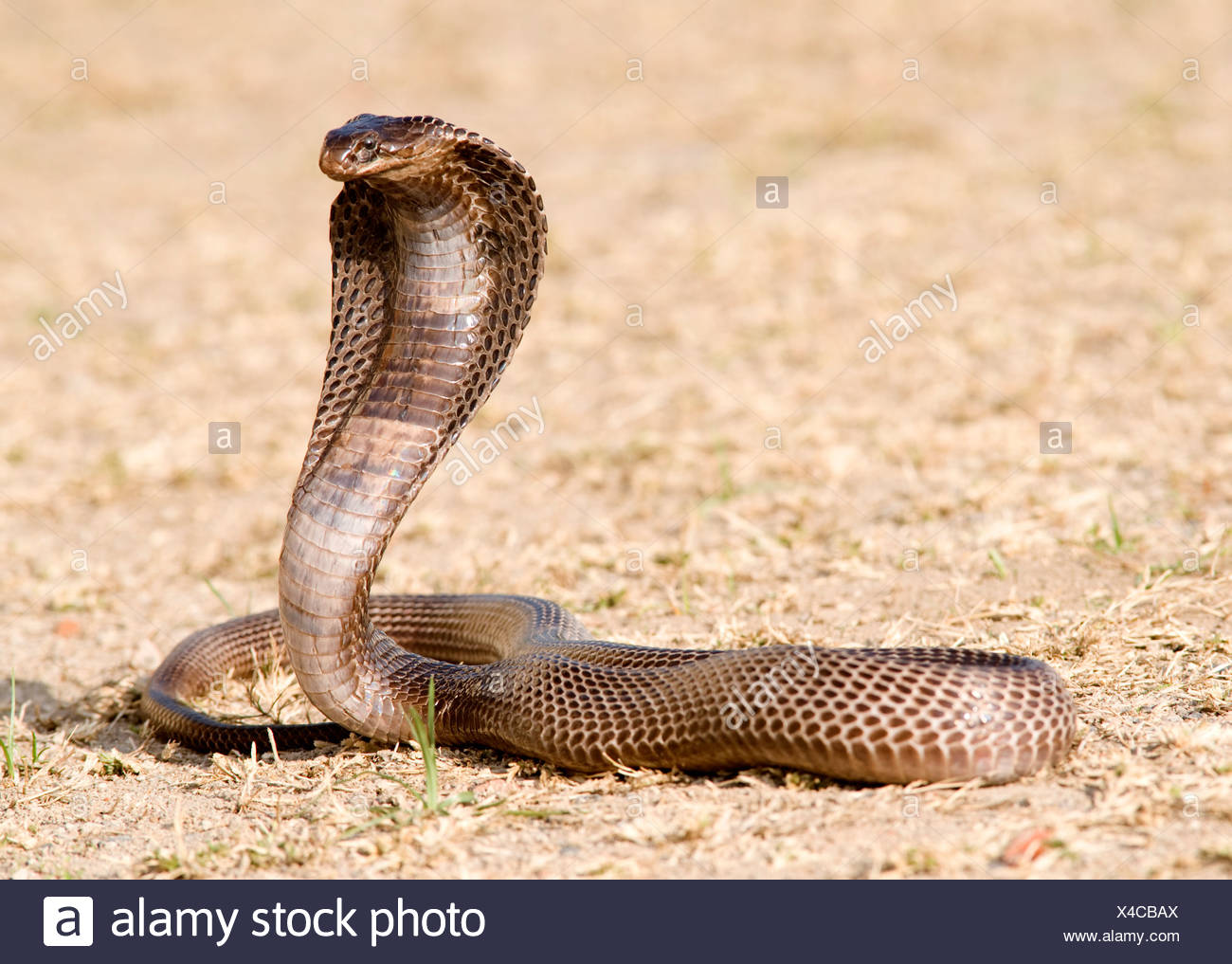 Agyptische Kobra Schlange Naja Haje Indien Stockfotografie Alamy