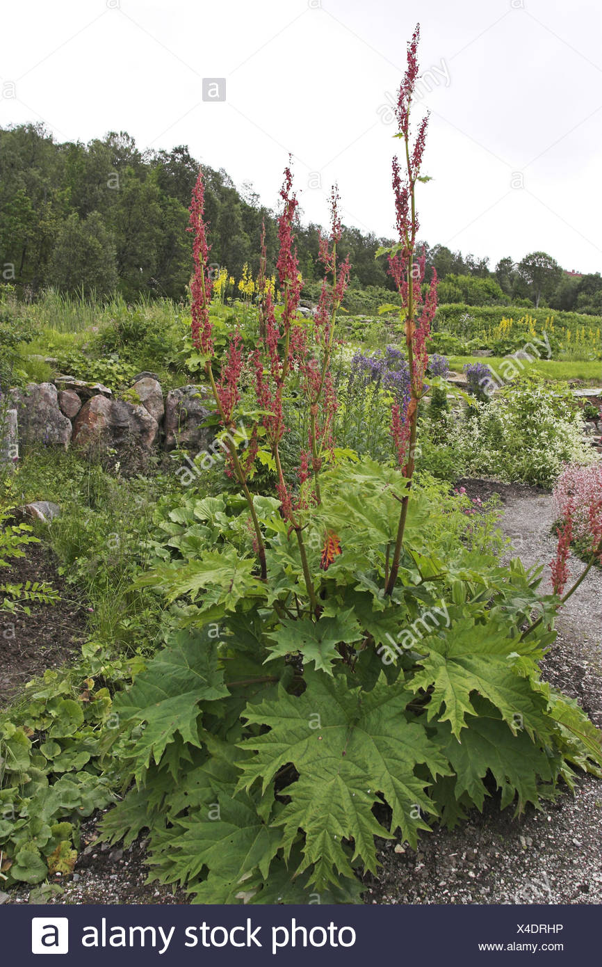 Garten Terrasse Pflanzen Baume Straucher Rheum Palmatum