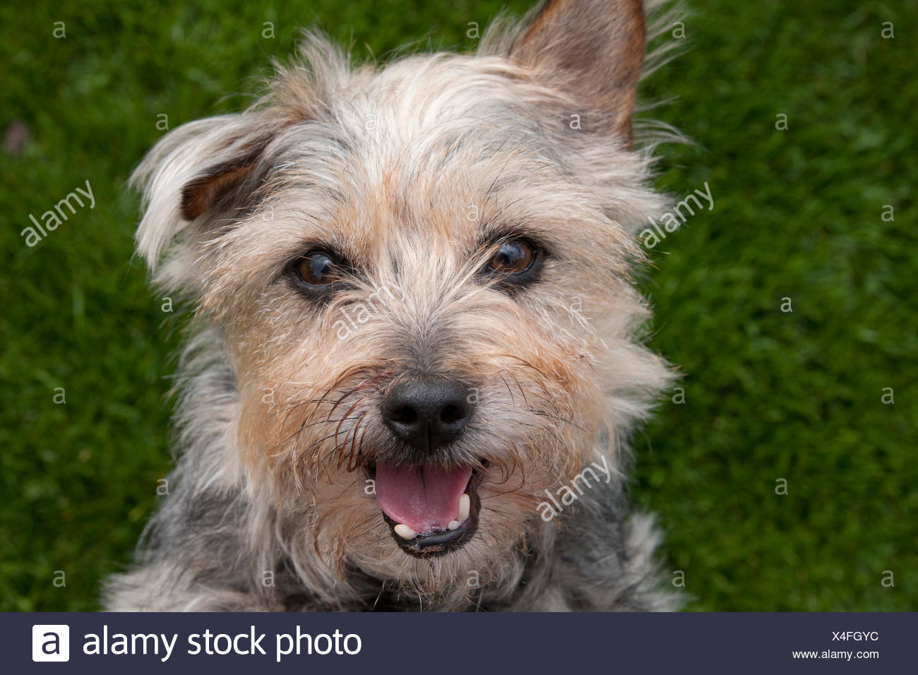 Norfolk Yorkshire Terrier Hund Uberqueren Stockfotografie Alamy Norfolk Yorkshire Terrier Hund Uberqueren Stockfotografie Alamy