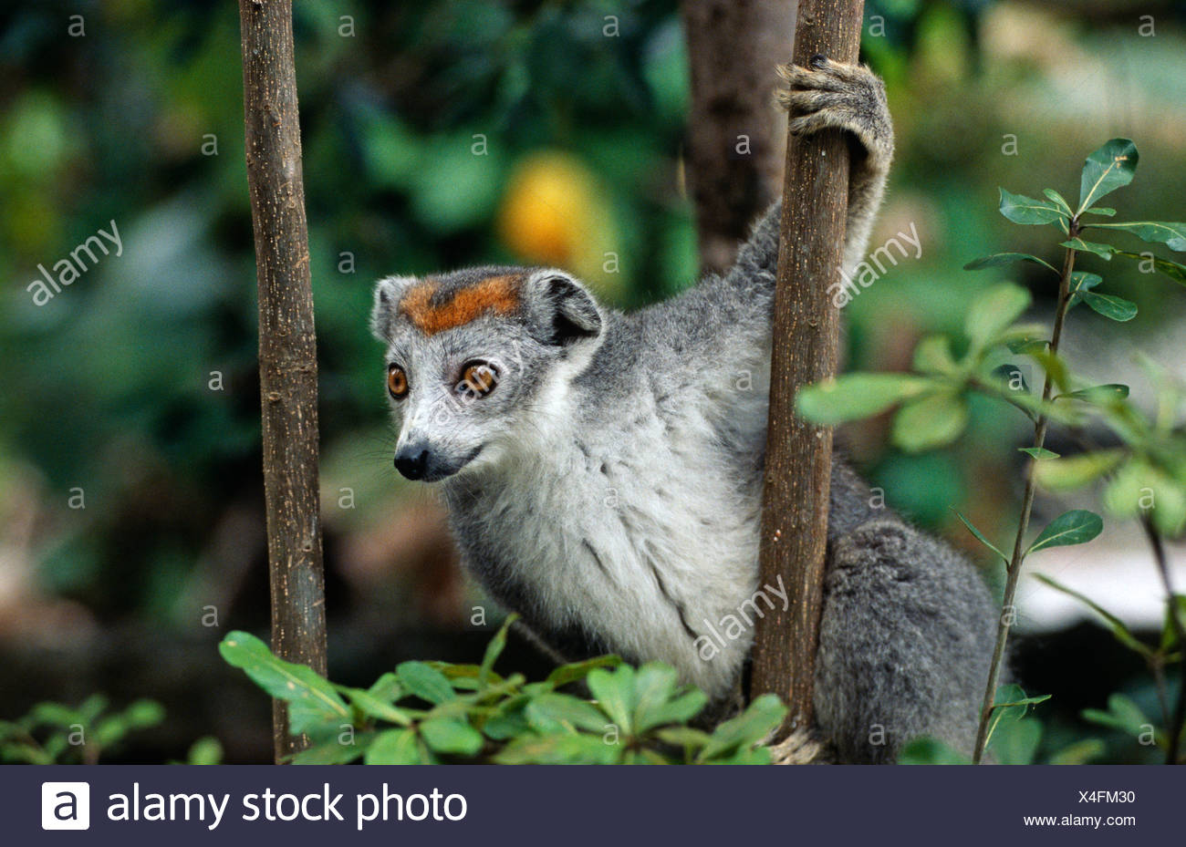 Lemur Euarchontoglires Primaten Strepsirhini Lemuridae Madagaskar Stockfotografie Alamy