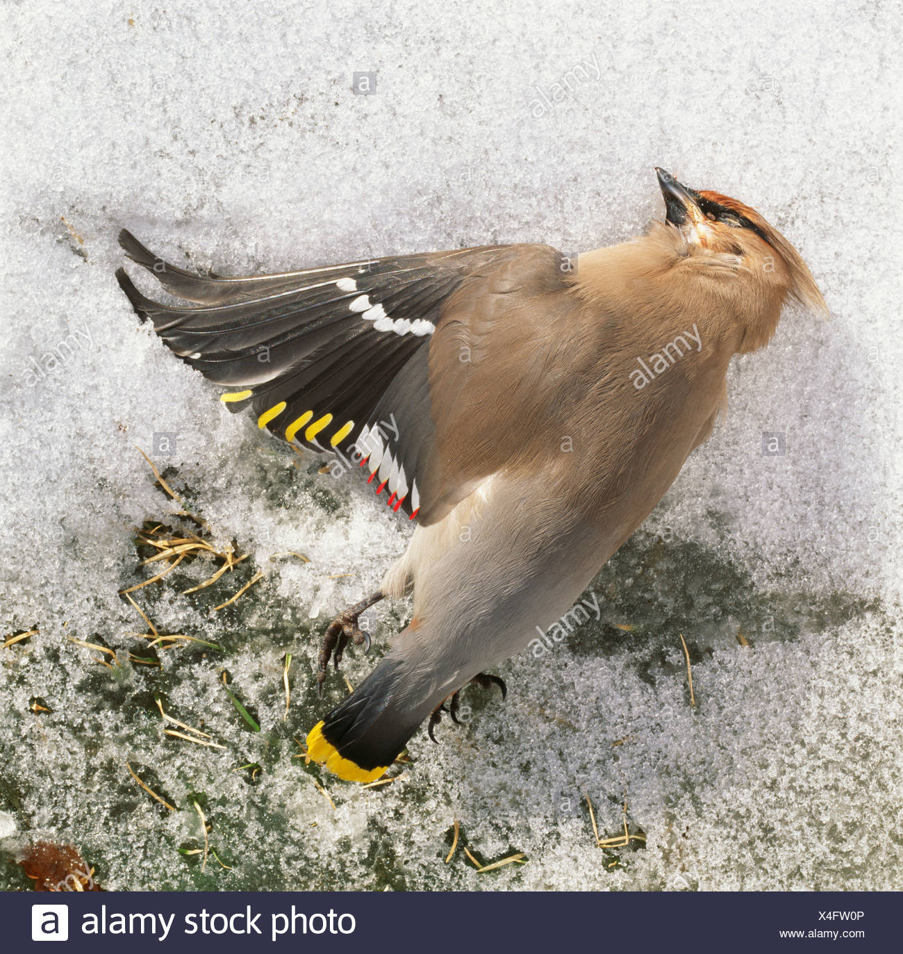 Tote Menschen Stockfotos und bilder Kaufen Alamy