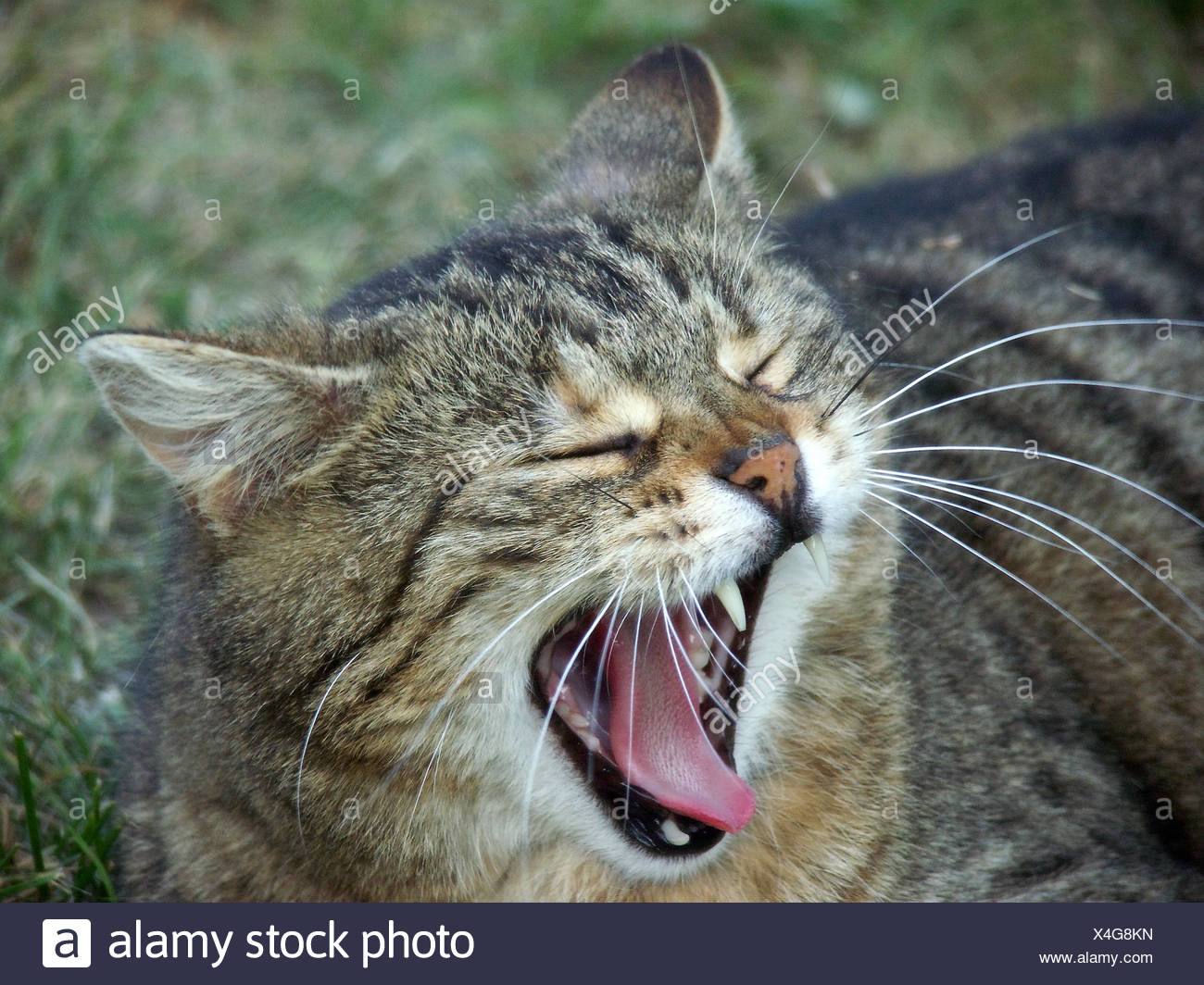 Hauskatze Raubtier Zähne Stockfoto Bild 278182569 Alamy