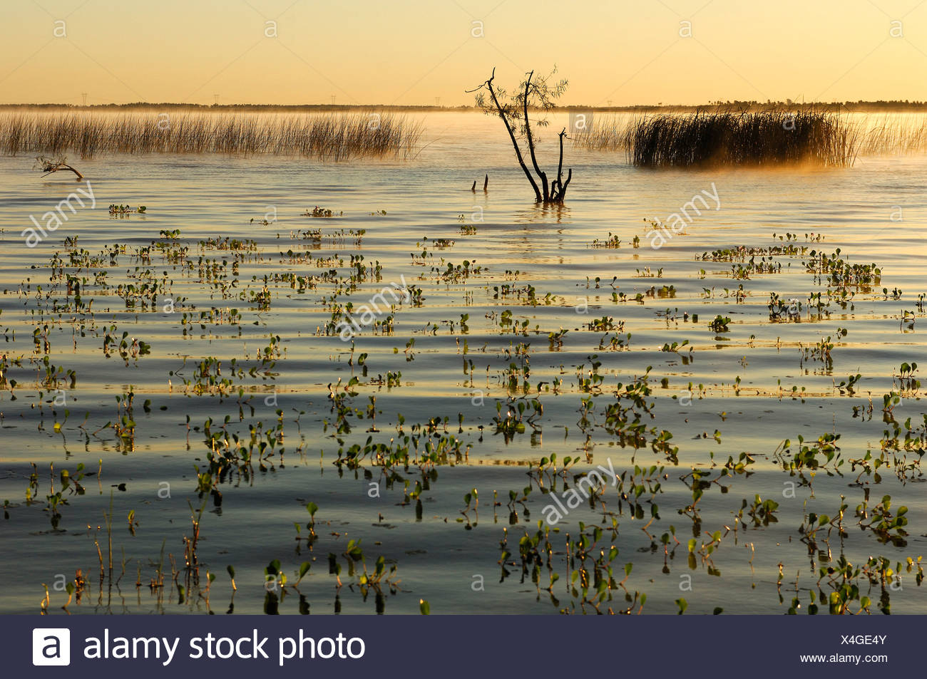 Argentinien Sudamerika Lago Ibera Esteros Del Ibera Carlos Pellegrini Corrientes Sudamerika See Wasser Tw Stockfotografie Alamy