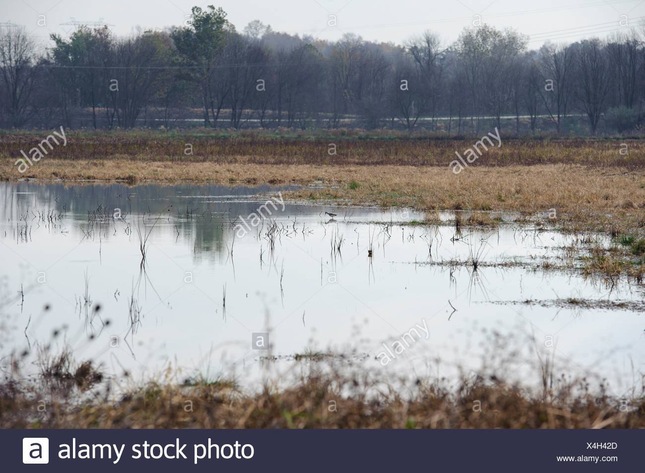 Konstruiertes Feuchtgebiet Stockfotos Und Bilder Kaufen Alamy