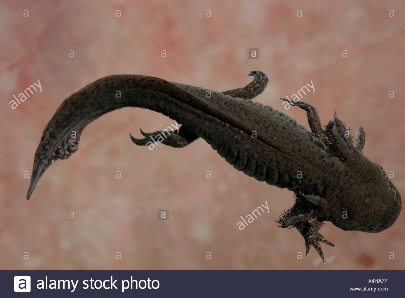 Axolotl Stockfotos und -bilder Kaufen - Alamy
