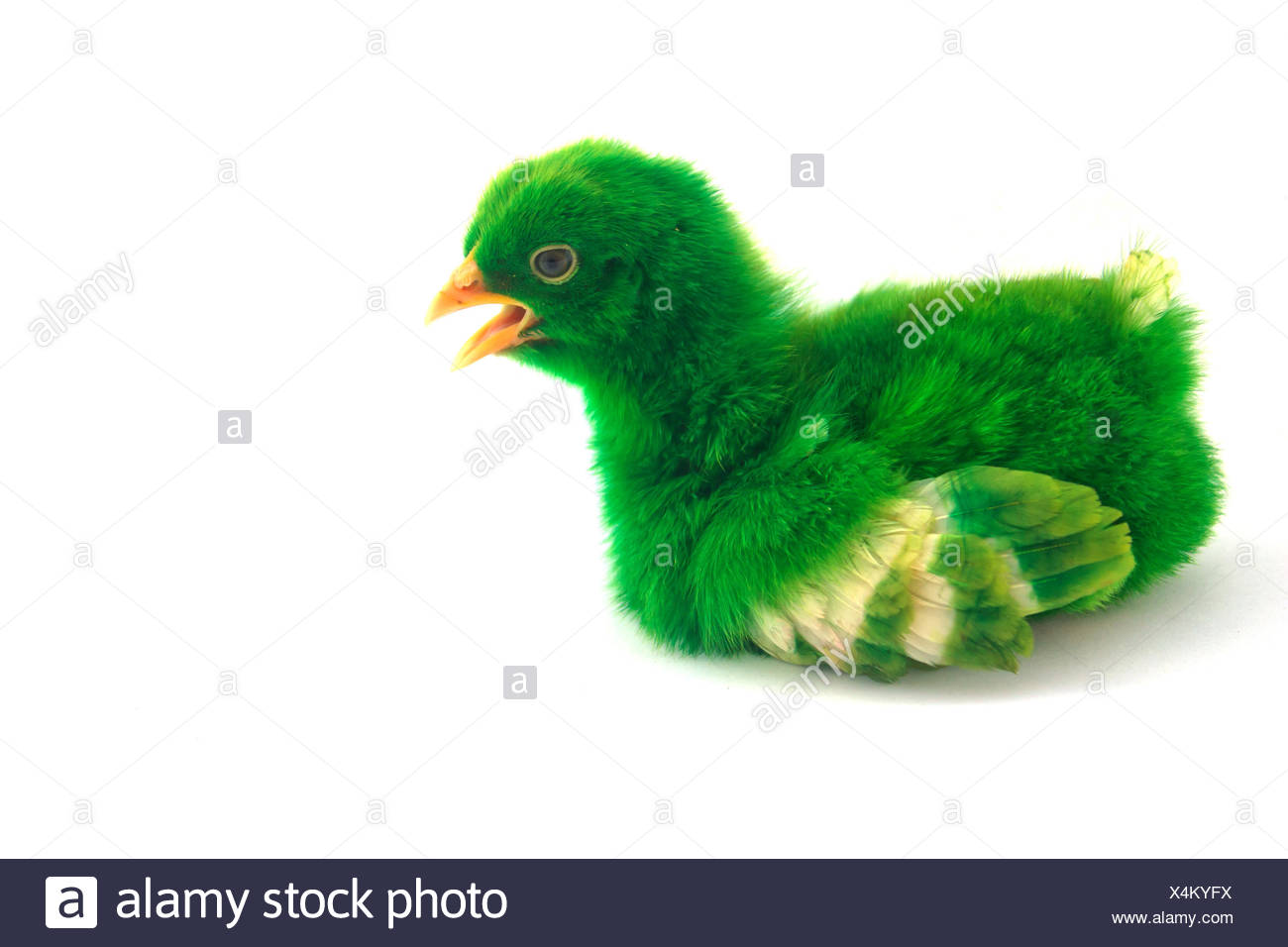 Stock Foto Bunte Susse Kleine Baby Huhn Auf Weissem Hintergrund Stockfotografie Alamy