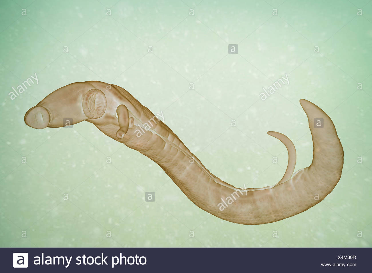Schistosomiasis Stockfotos Und Bilder Kaufen Alamy