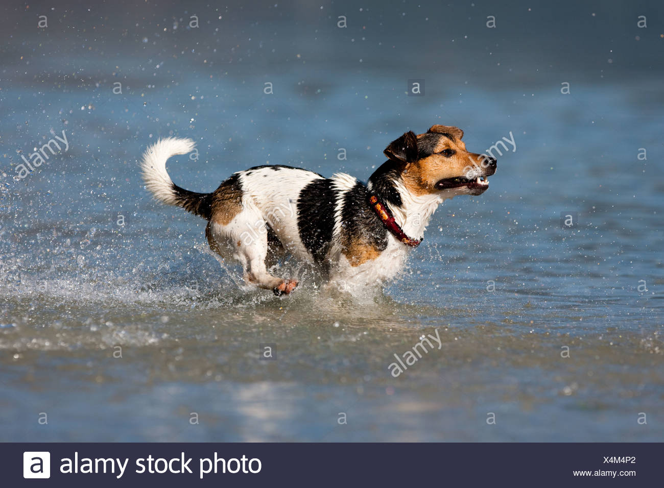 Jack Russell Terrier in Wasser, Nord Tirol, Österreich Jack Russell Terrier springen in Wasser, Nord Tirol