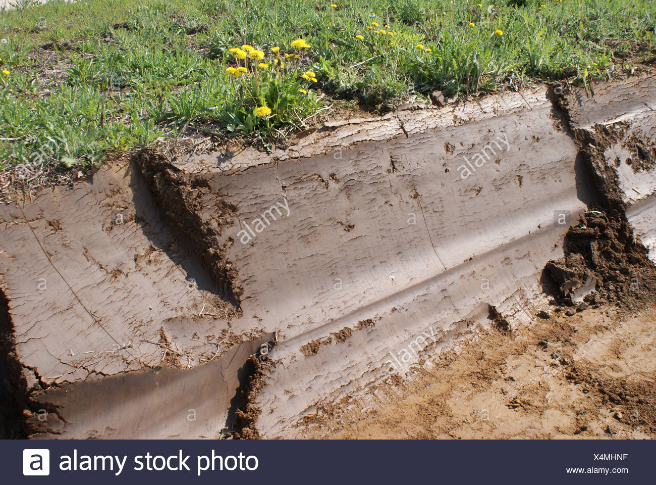 Boden-Horizont, Lehmboden Stockfoto, Bild: 278277483 - Alamy