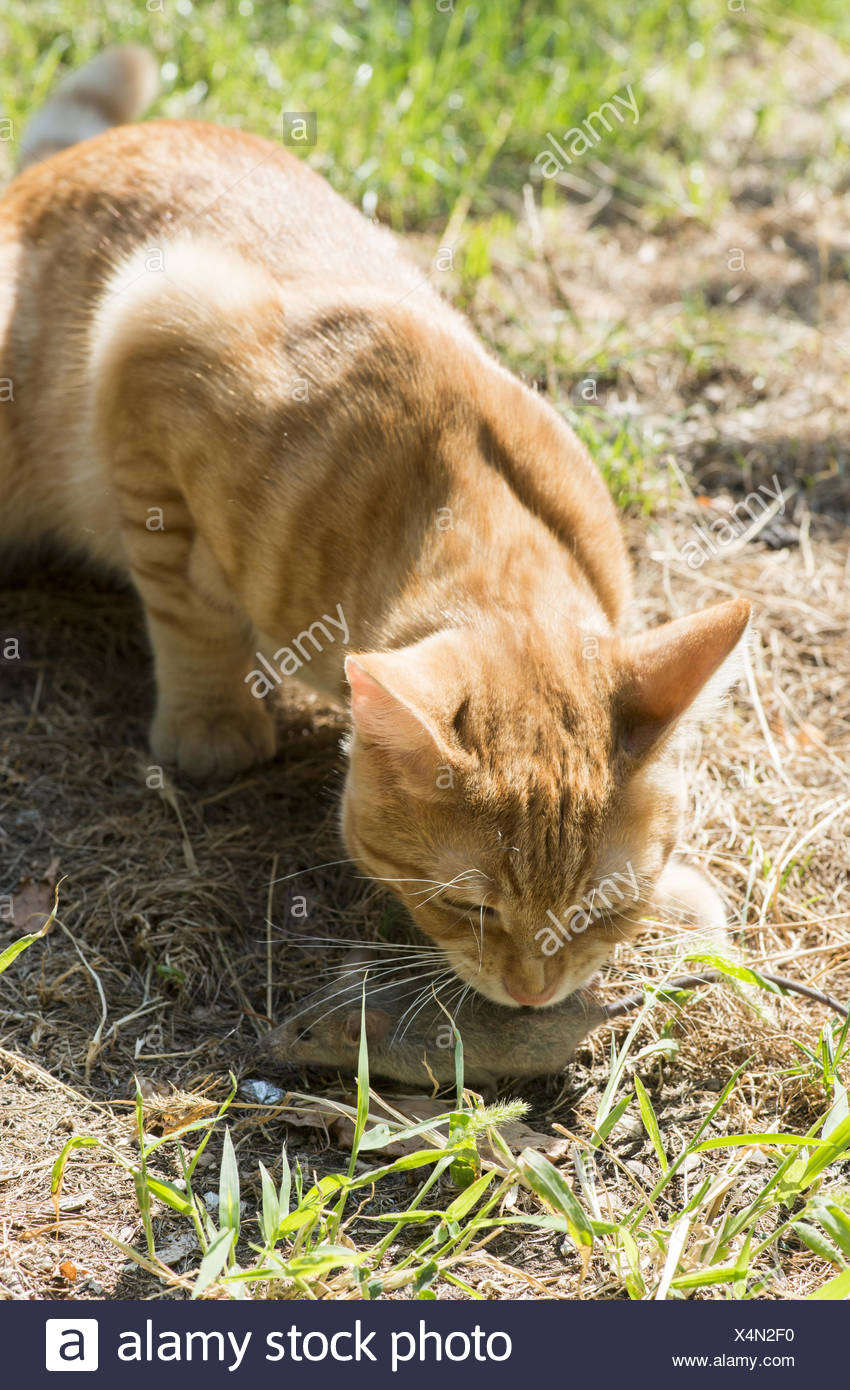 Katze Und Maus Im Garten Stockfoto Bild 278287492 Alamy