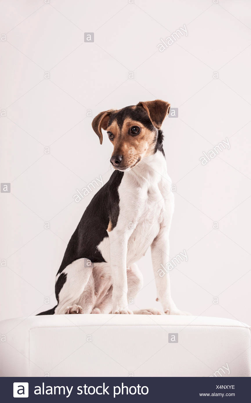 Farmdog Stockfotos Farmdog Bilder Alamy