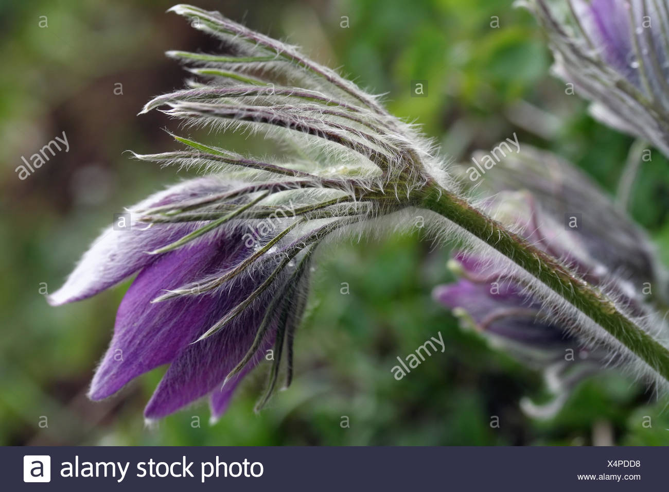 Garten Blume Pflanze Grun Behaarte Violett Homoopathie Garten