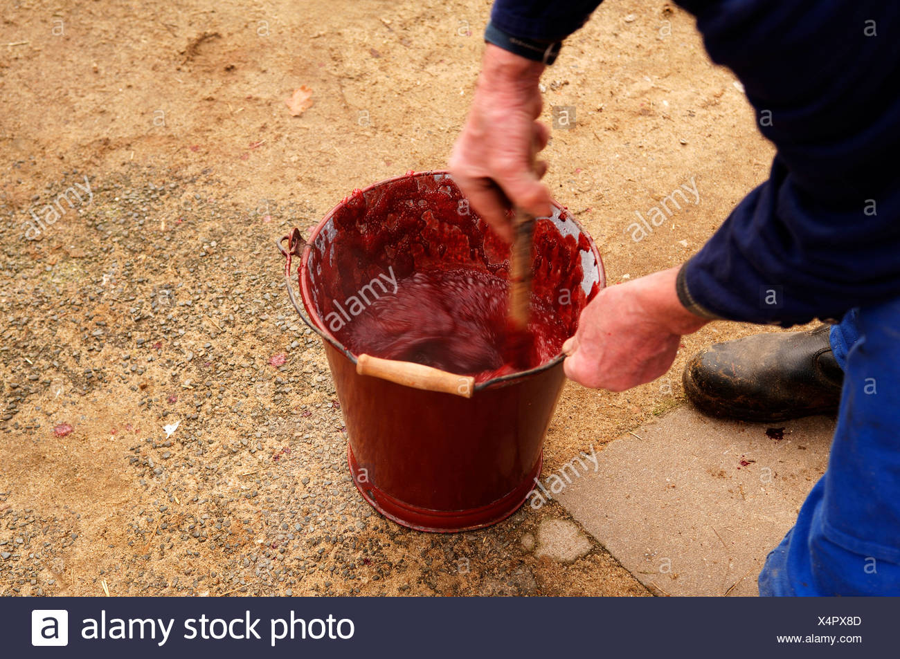 Haus Schlachten Schweineblut Regte Sich In Einen Eimer Zu Blut