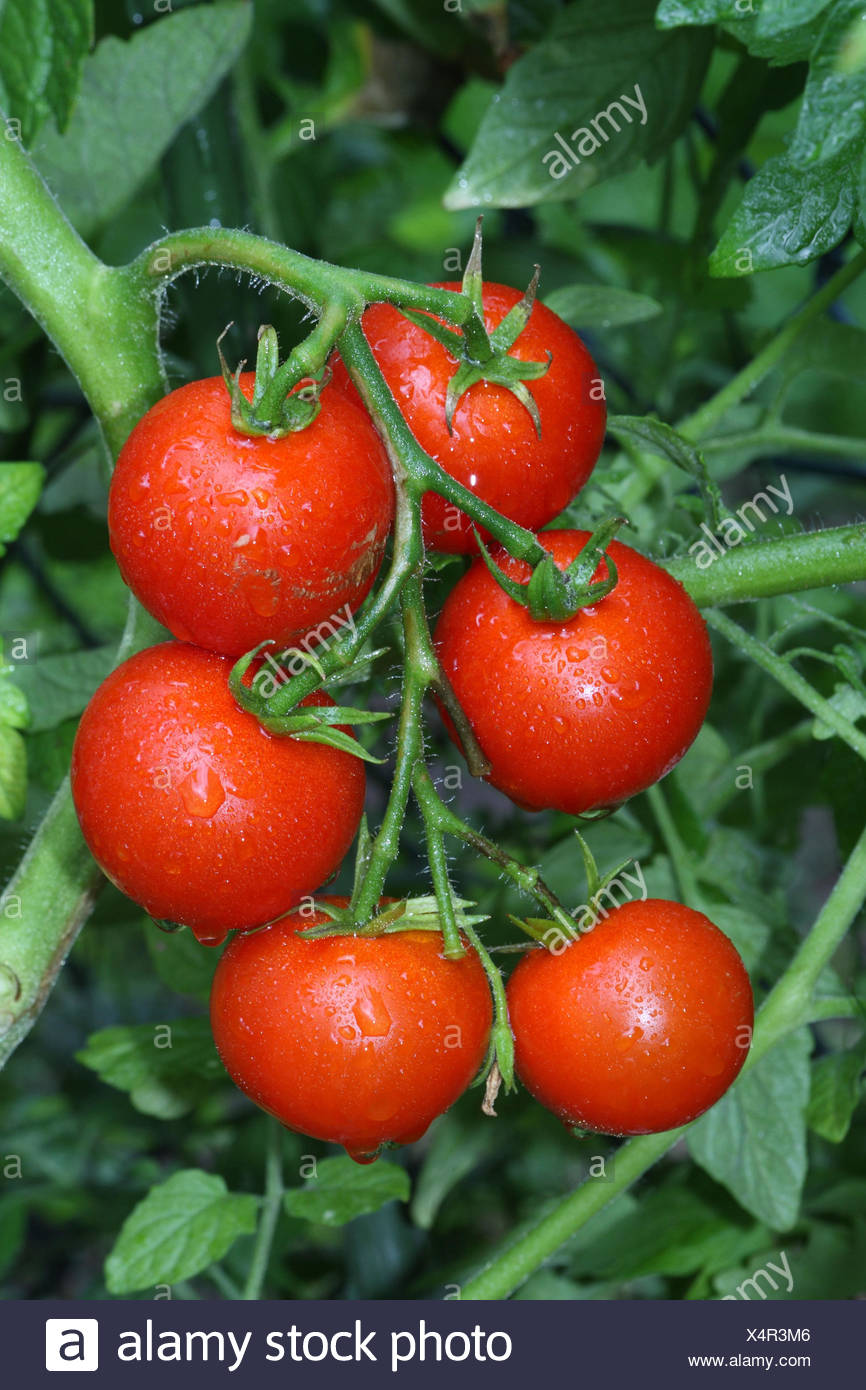 Tomatenpflanze Tomaten Reif Stockfoto Bild 278332326 Alamy