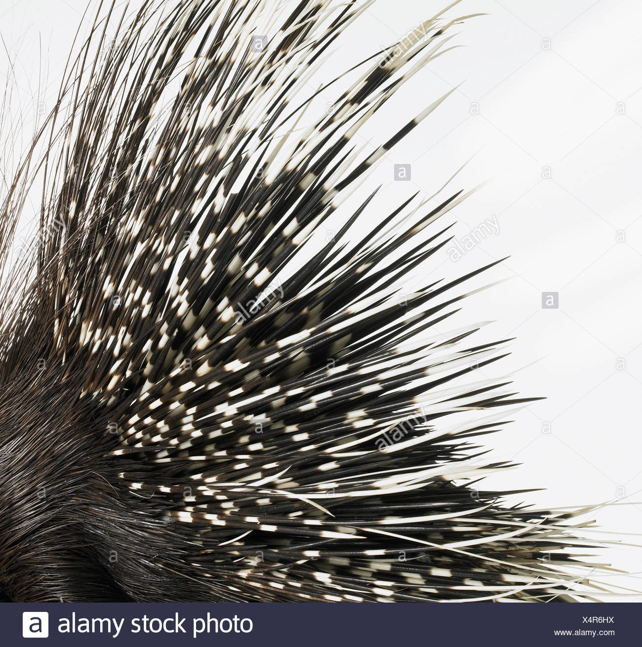 Stachelschweinborsten Stockfoto