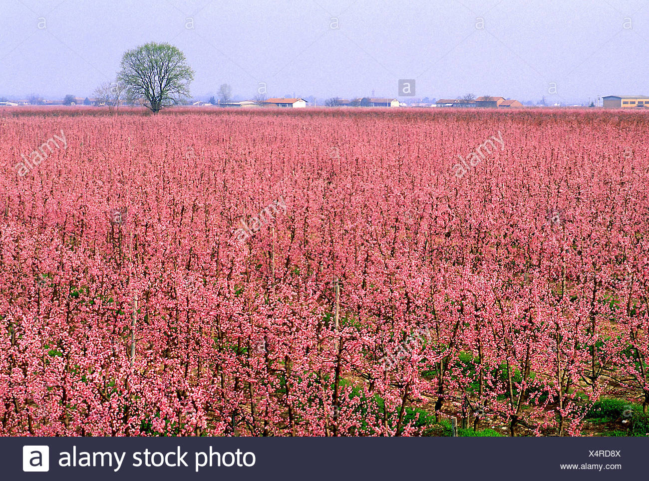 Pfirsich Anbau Nebengebaude Landwirtschaft Plantagenbaumen Bluhen