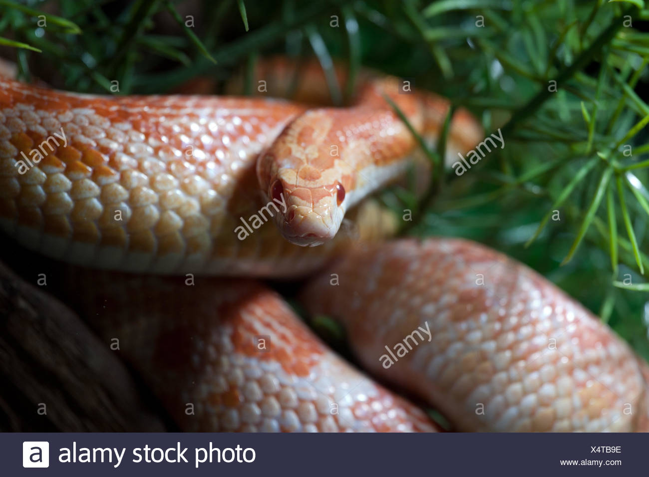 Schlangenfigur Stockfotos Und Bilder Kaufen Alamy