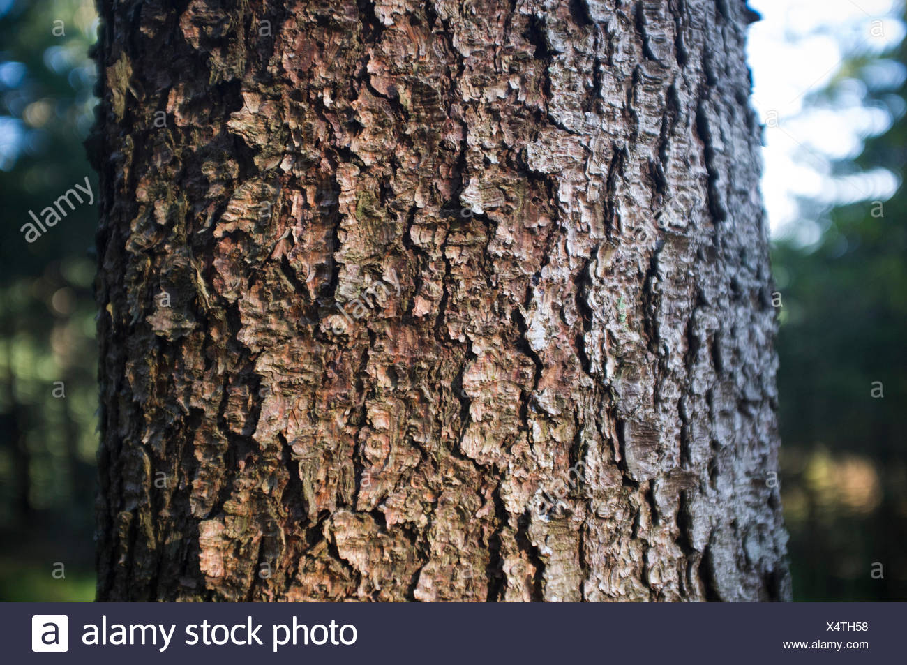 Fichte Baumrinde Stockfotos und bilder Kaufen Alamy