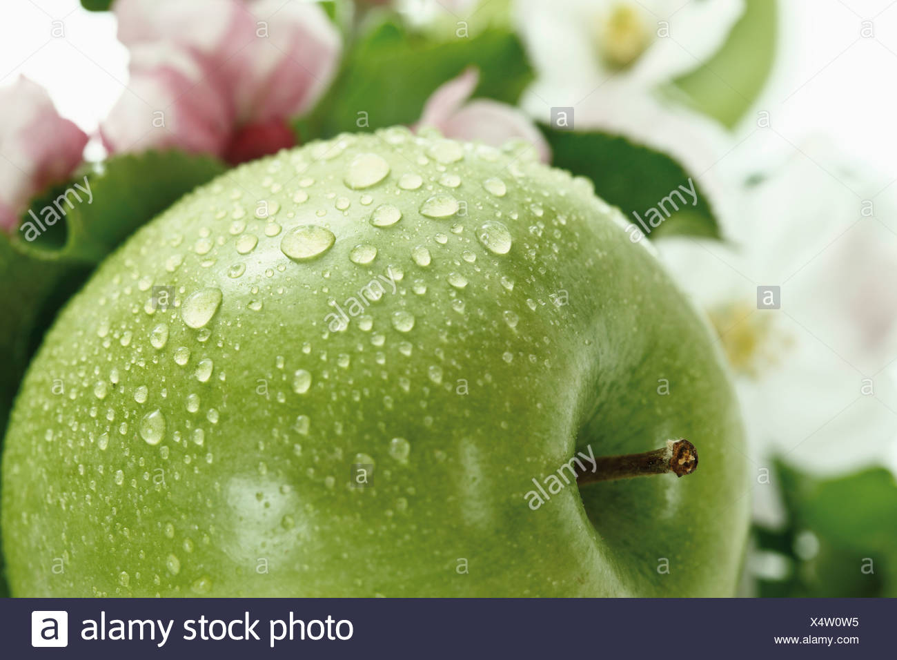 Gruner Apfel Mit Wassertropfen Im Hintergrund Apfelblute Nahaufnahme Stockfotografie Alamy