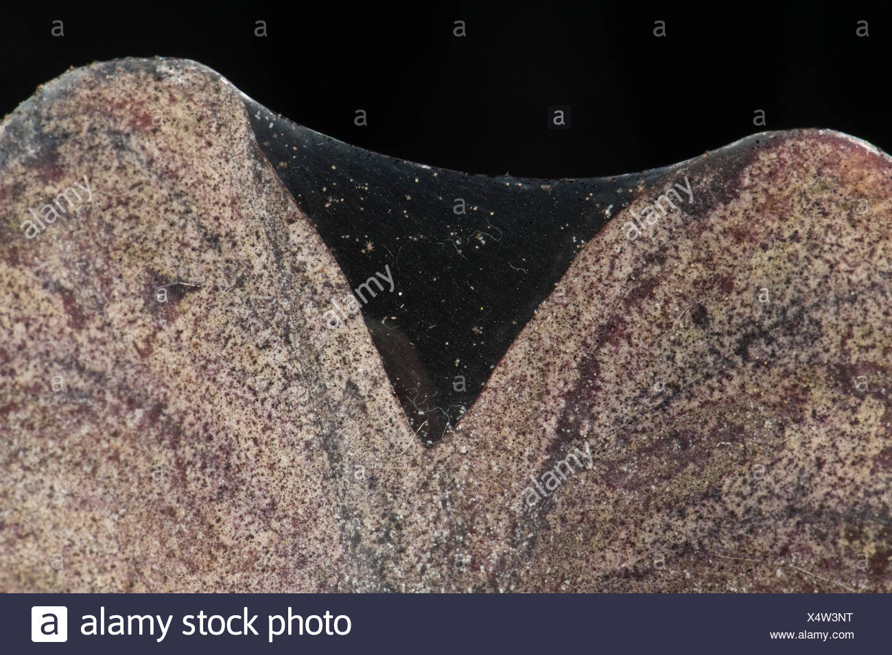 Zwei Spotted Oder Rote Spinnmilbe Tetranychus Urticae Schaden