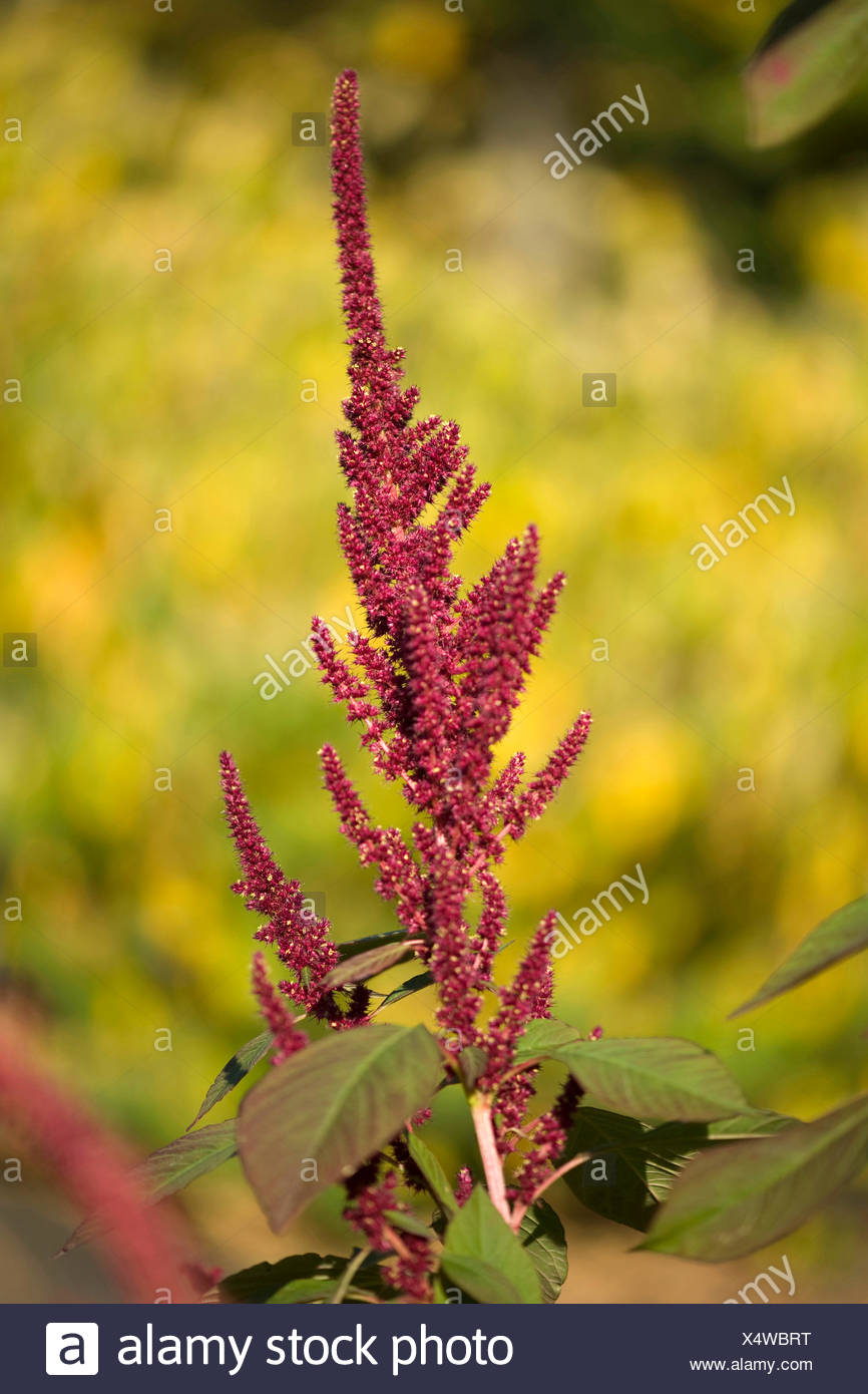 Amaranth Arten Stockfotos und bilder Kaufen Alamy