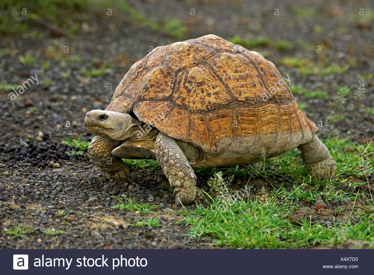 Pantherschildkrote Geochelone Pardalis Erwachsene Auf Rasen Kenia Stockfotografie Alamy