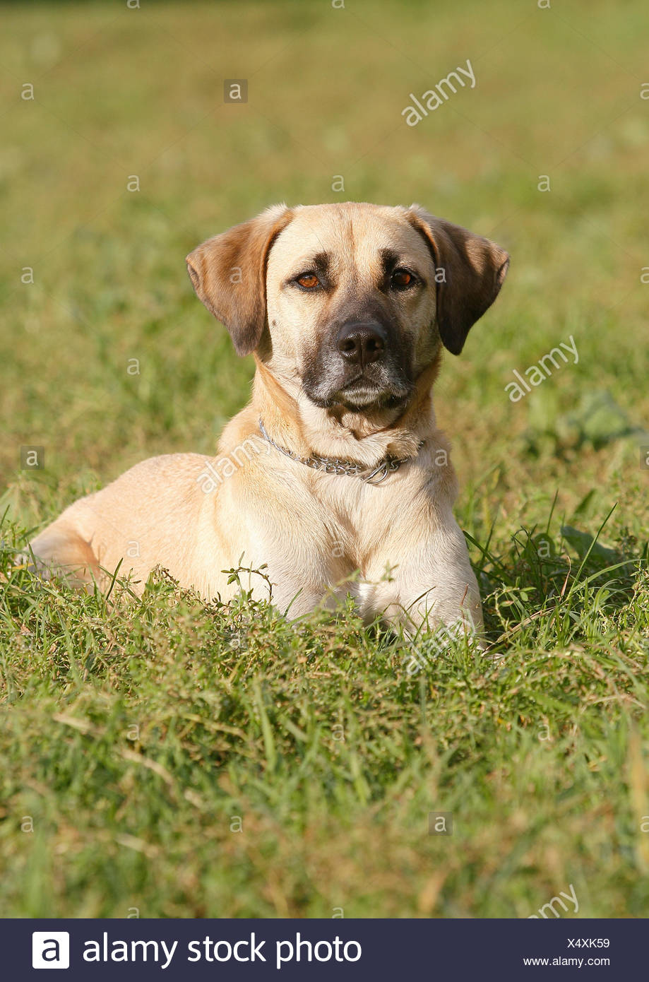 Kangal Hund Stockfotos und bilder Kaufen Alamy