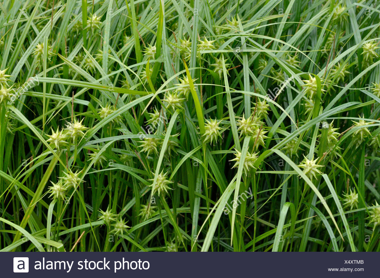 Carex Grayi Stockfotos Carex Grayi Bilder Alamy carex-grayi-stockfotos-carex-grayi-bilder-alamy