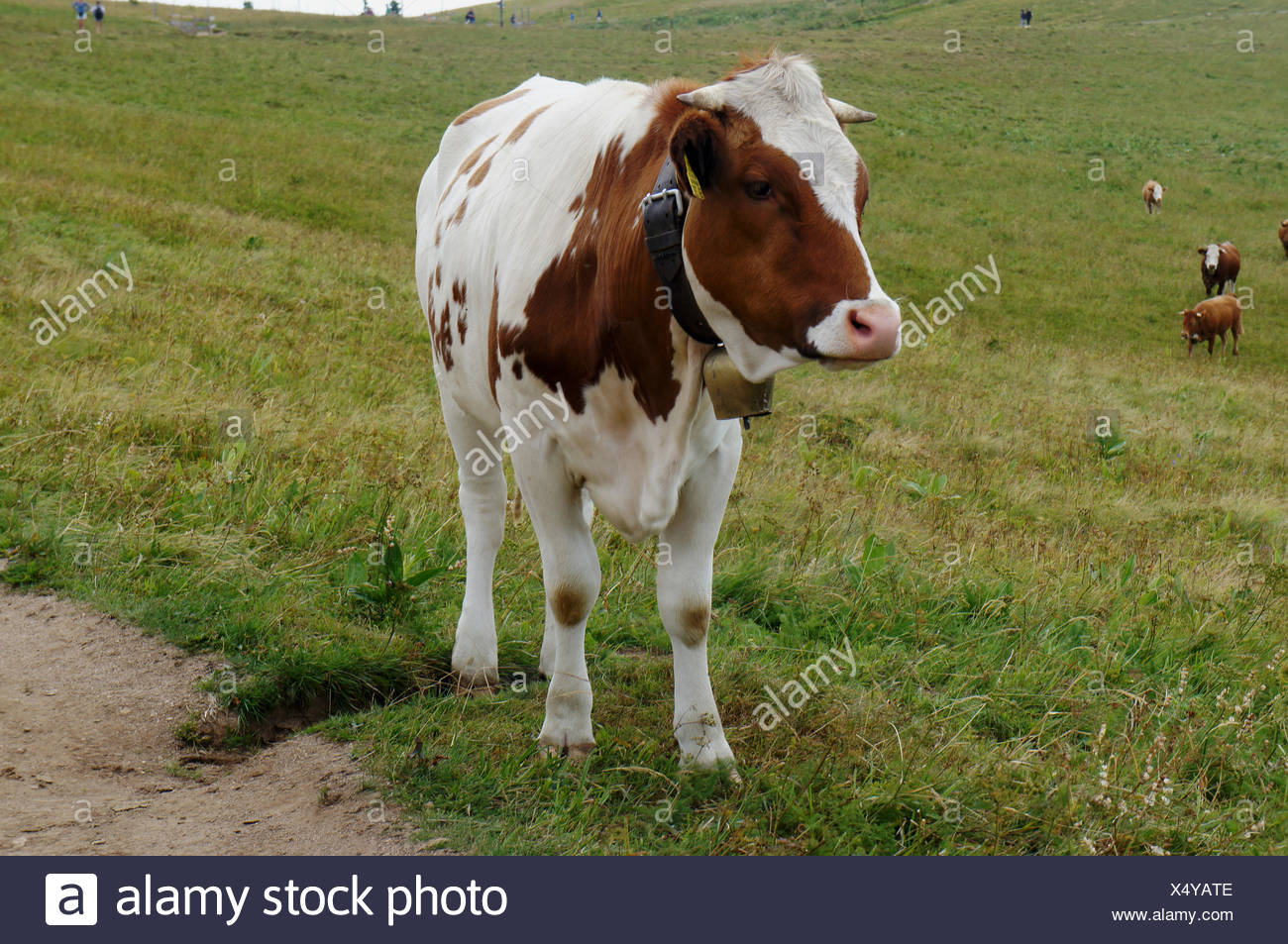 Eine Braun Weisse Kuh Mit Einer Glocke Kuhe Um Den Hals Auf Einer Weide Im Hintergrund Weitere Kuhe A Braune Und Weisse Kuh Mit Einer Glocke Um Den Hals Auf Einer Weide Mehr