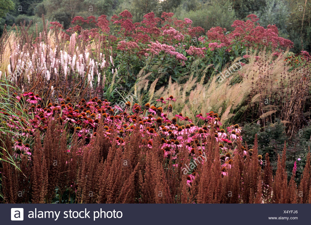 Designer Piet Oudolf Prairie Pflanzen Stockfotos und bilder Kaufen Alamy