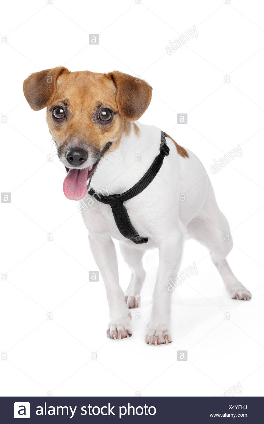 Jack Russel Terrier Stockfotografie Alamy Jack Russel Terrier Stockfotografie Alamy