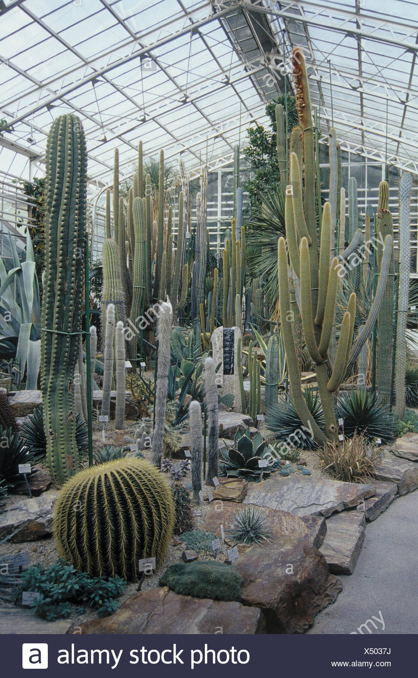 Deutschland Bayern Munchen Nymphe Schloss Botanischer Garten Kaktus Haus Europa Upper Bavaria Park Park Garten Gewachshaus Schauhhaus Kakteen Arten Verstorben Pflanzen Kakteen Kaktus Kakteen Cactaceae Natur Sehenswertes