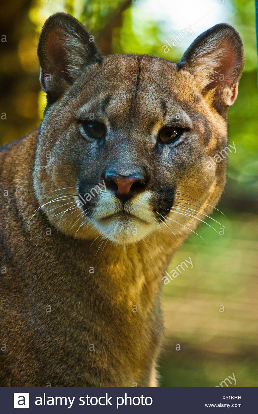 Cougar (Puma Concolor Stockfoto, Bild: 278476683 Alamy Cougar (Puma Concolor Stockfoto, Bild: 278476683 Alamy