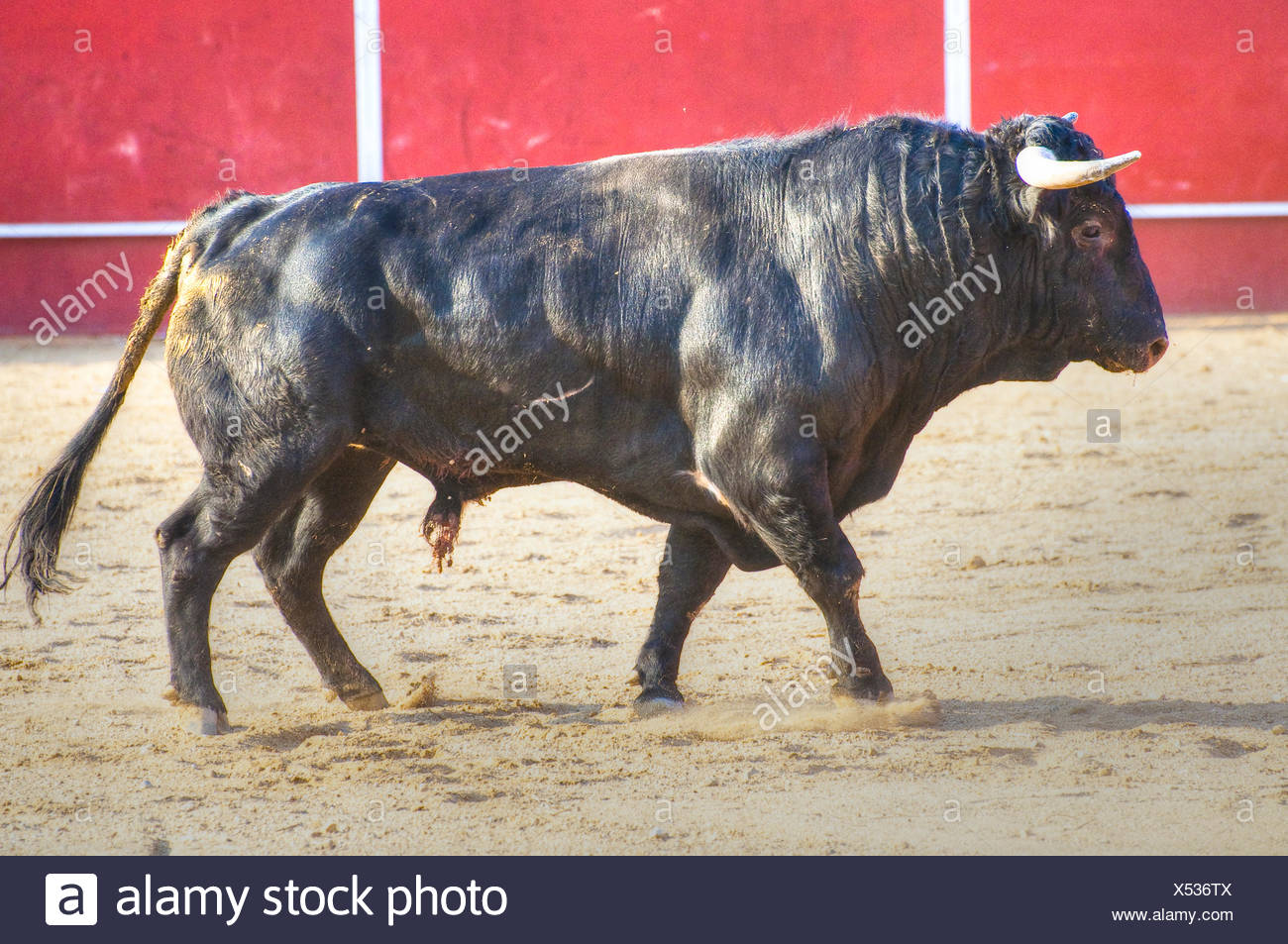 Fighting Bull Bild Aus Spanien Schwarzen Stier Stockfotografie Alamy Fighting Bull Bild Aus Spanien Schwarzen Stier Stockfotografie Alamy
