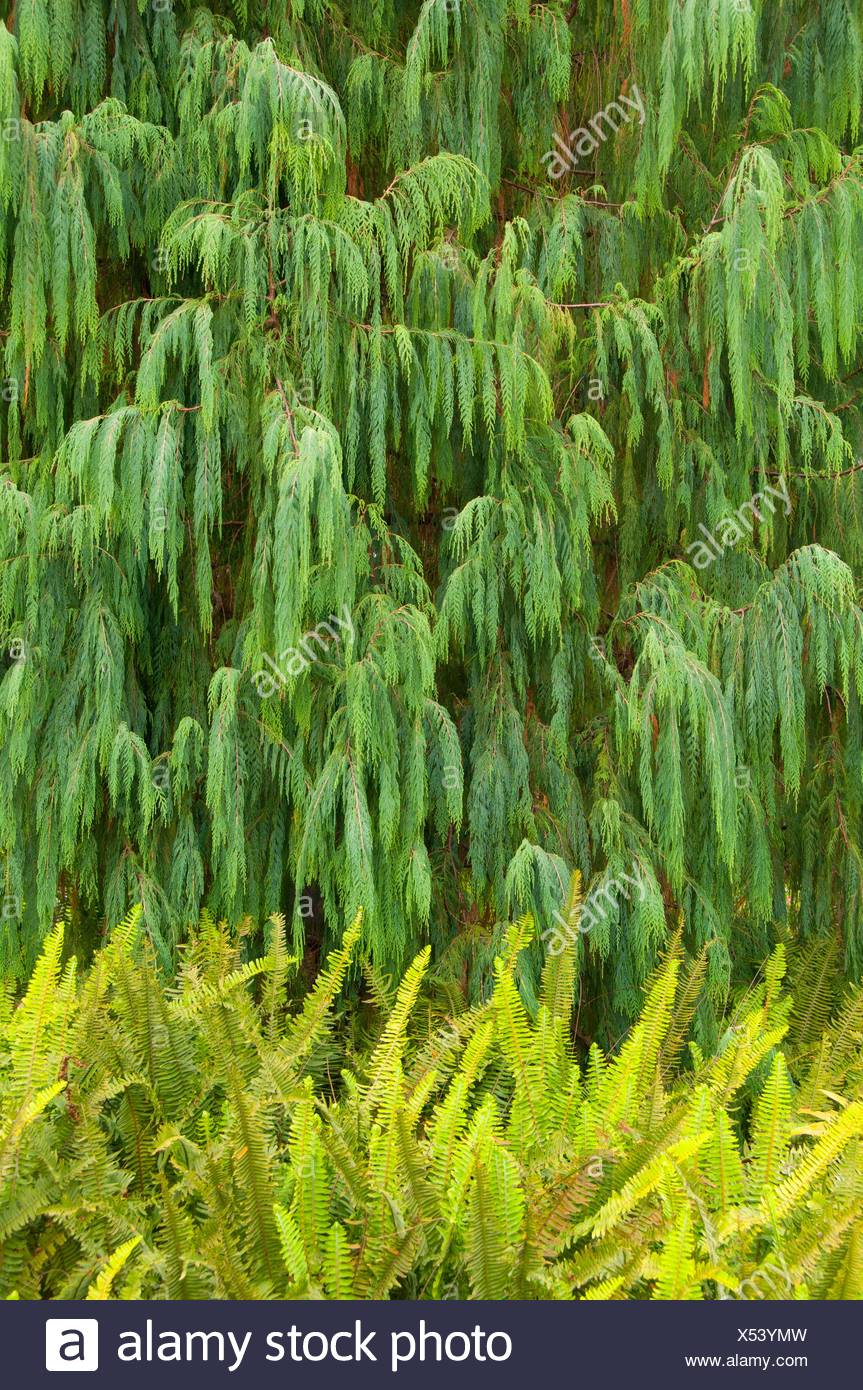 Kaschmir Zypresse Cupressus Cashmeriana San Diego Botanic Garden