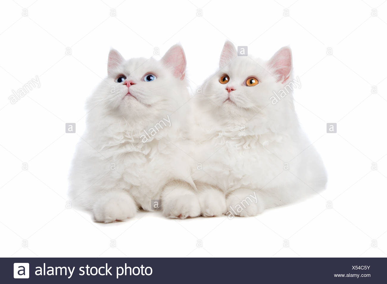Zwei Weiße Katzen Mit Blauen Und Gelben Augen Auf Einem