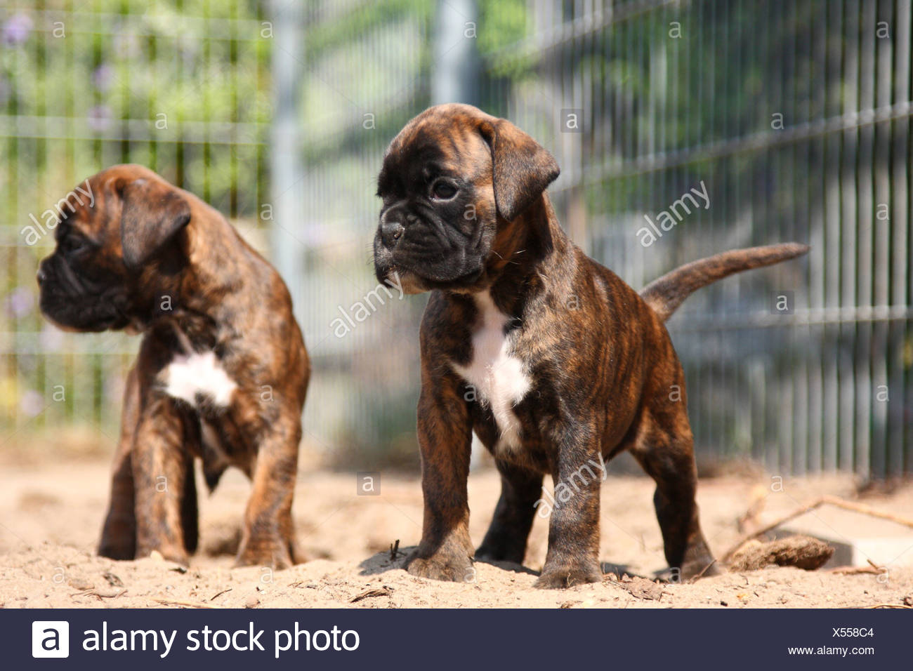 Boxer Welpen Stockfotografie Alamy