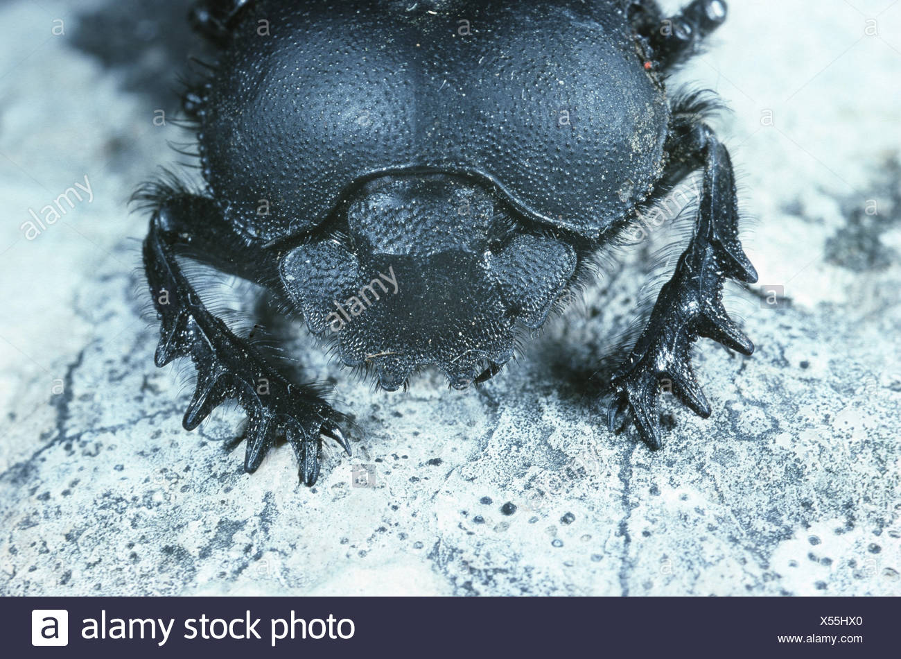 Ägyptischer Skarabäus Stockfotos & Ägyptischer Skarabäus Bilder Alamy