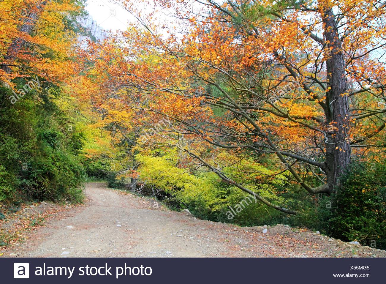 Schone Beauteously Schon Blatt Gesundheit Umwelt Umwelt Baum Stockfotografie Alamy