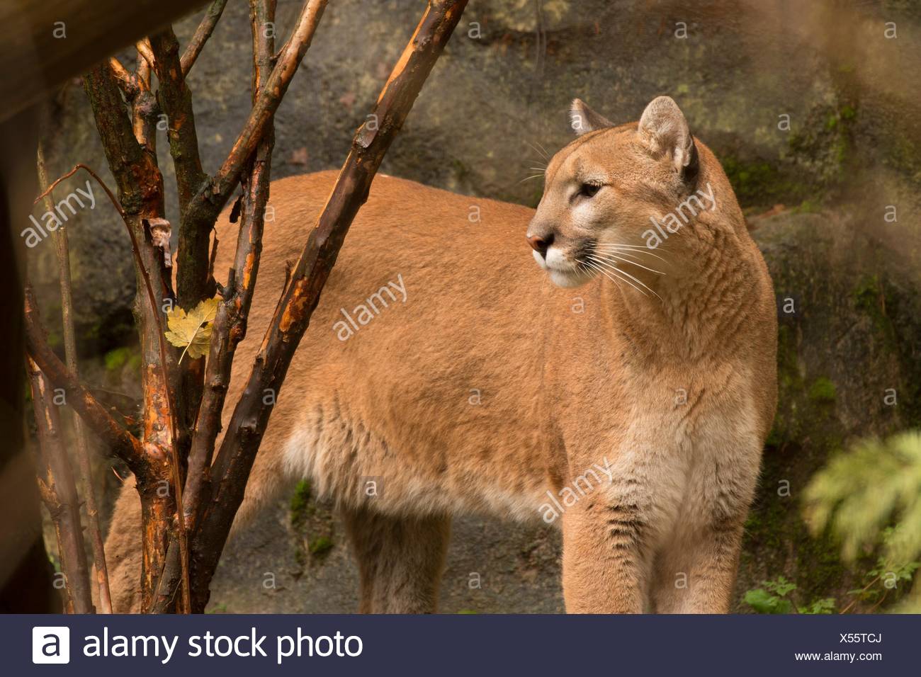 Berglöwe (Puma Concolor), Oregon Zoo, Washington Park Berglöwe (Puma Concolor), Oregon Zoo, Washington Park