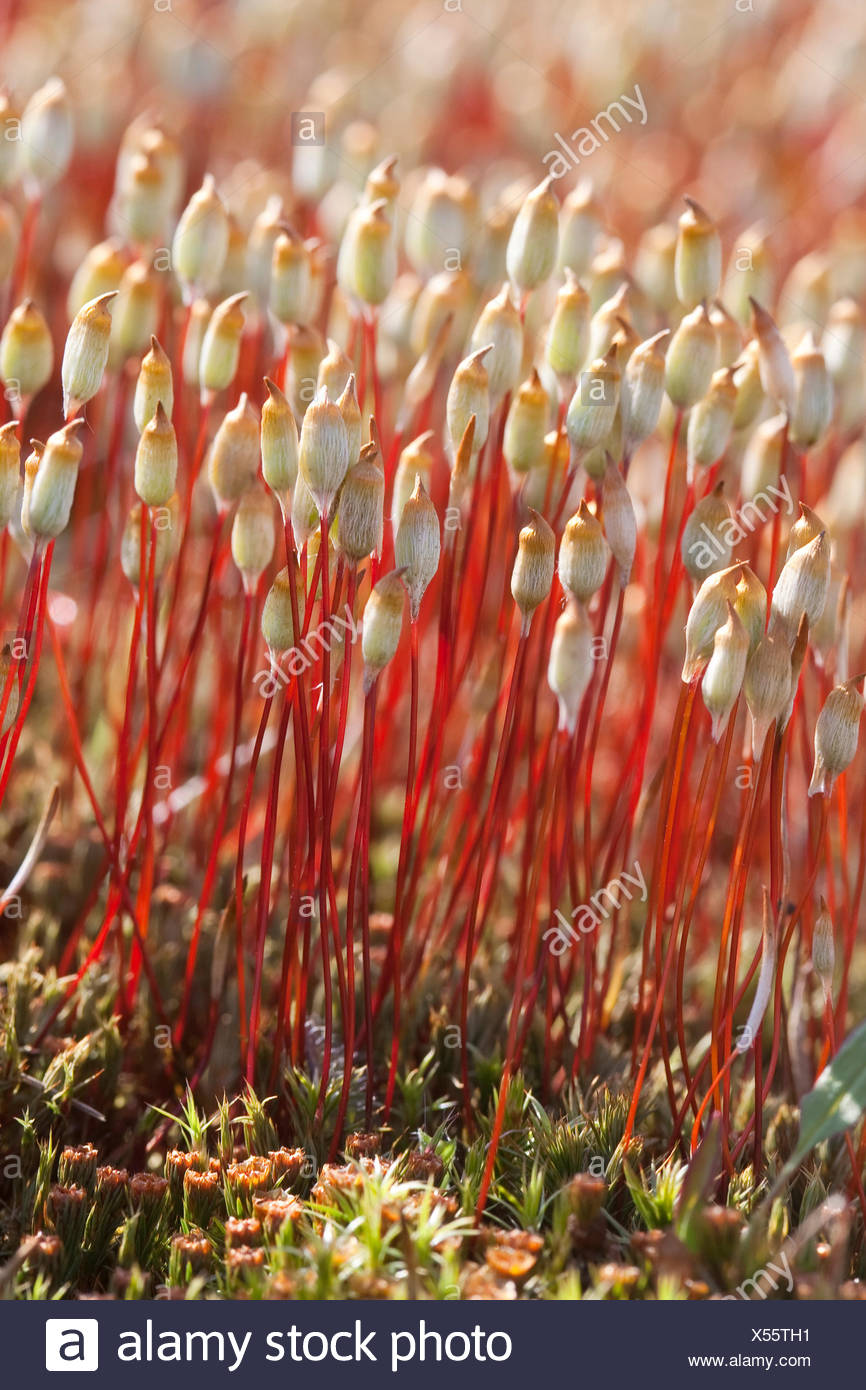 haare kappe moos polytrichum piliferum
