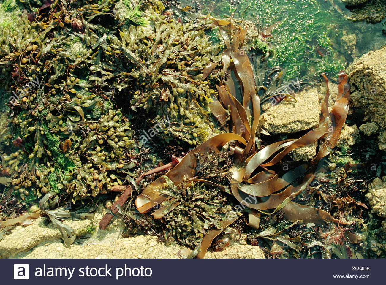 Galle Strand Detail Algen Atlantic Atlantik Kuste Strand Kuste Pflanzen Alge Rotalgen Rhodophyta Spec Braune Algen Phaeophycota Algen Kelp Walder Seetang Blase Algen Fucus Spec Gigantische Algen Grune Algen Chlorophyta