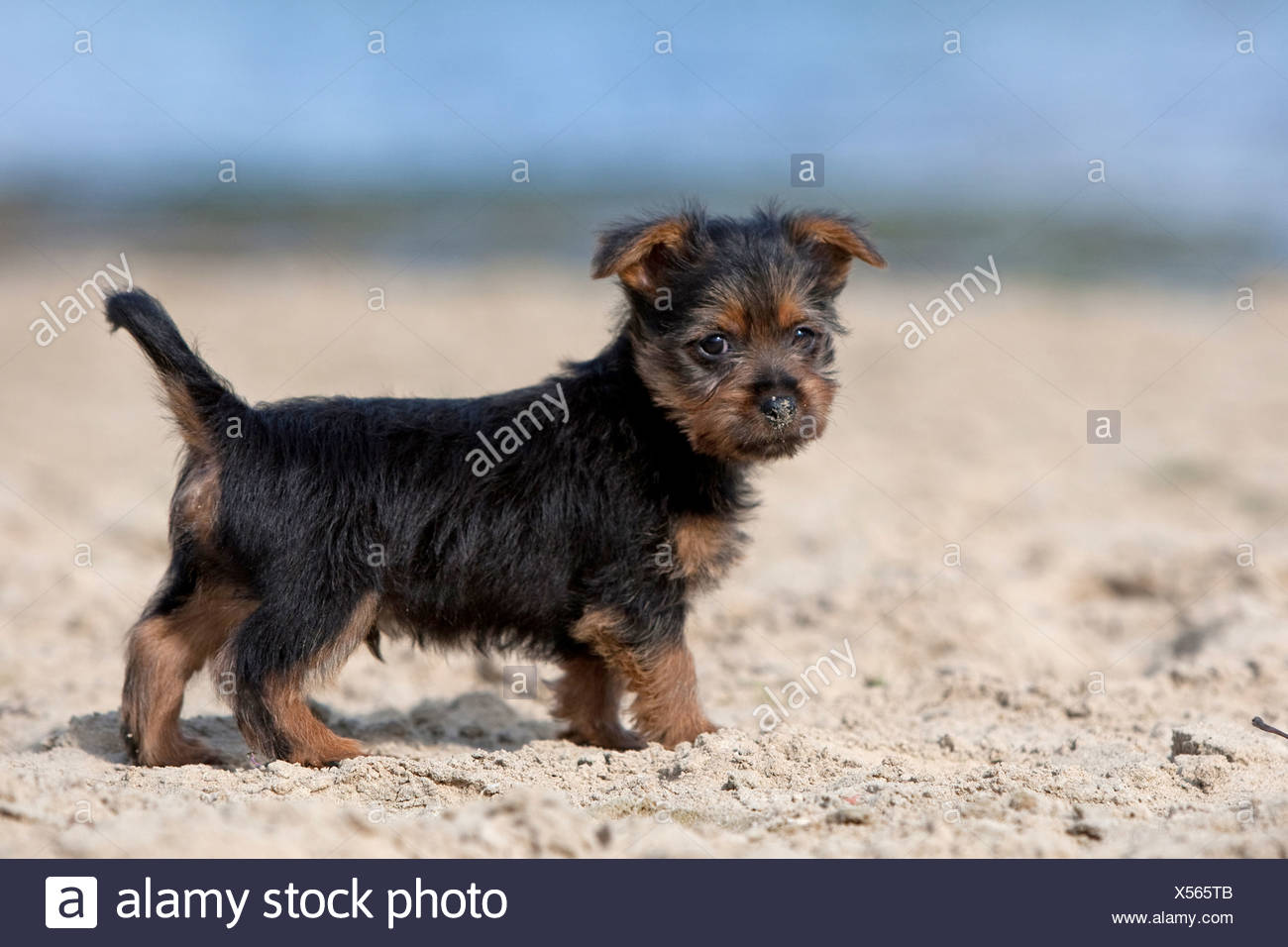 Australian Terrier Welpen Stockfotografie - Alamy