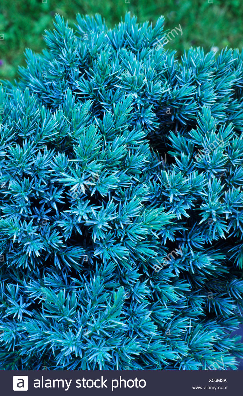 Juniperus Squamata Blue Star Wacholder Wacholder Nadelbaum Nadelbaume Immergruner Baum Baume Blaue Pflanze Pflanzen Garten Stockfotografie Alamy